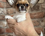 Собаки в Краснодаре: Щенок чихуахуа  Мальчик, 50 000 руб. - фото 3