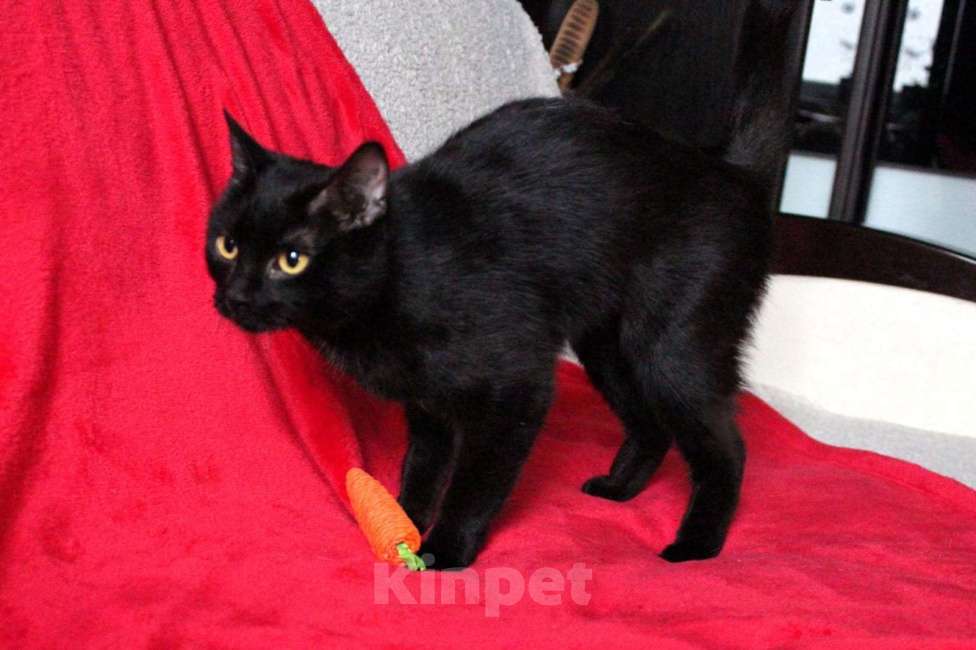 Кошки в Москве: Багира ищет дом! Девочка, Бесплатно - фото 9