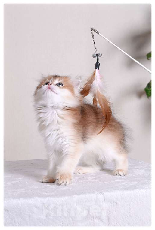 Кошки в Москве: Котенок британская золотая шиншилла Девочка, Бесплатно - фото 5