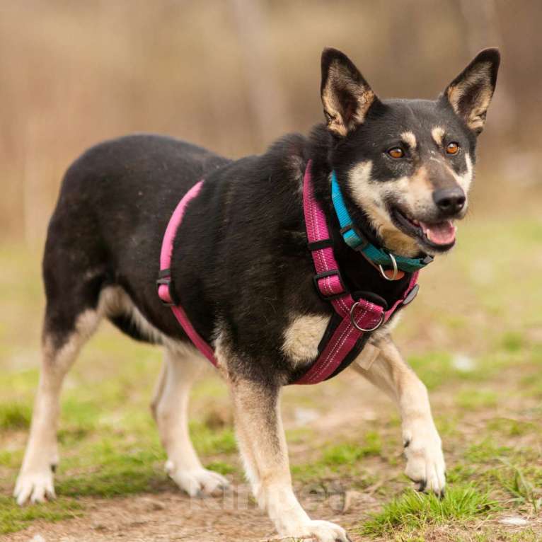 Собаки в Москве: Берри Девочка, Бесплатно - фото 3