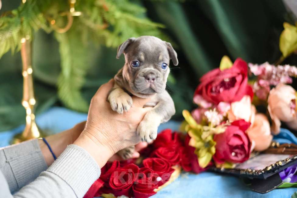 Собаки в Москве: щенки французкиого бульдога Мальчик, 50 000 руб. - фото 9
