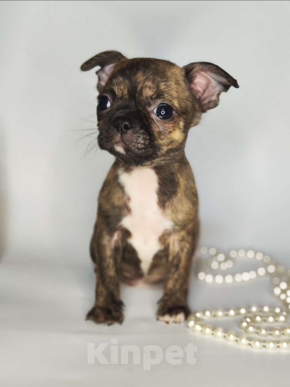 Собаки в Хотьково: Мальчики чихуахуа бейби фейс  Мальчик, 25 000 руб. - фото 5