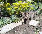 Кошки в Геленджике: Котёнок Чаузи Девочка, 30 000 руб. - фото 3