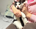 Кошки в Москве: Котик Мишенька ищет дом! Мальчик, Бесплатно - фото 3