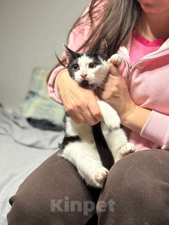 Кошки в Москве: Котик Мишенька ищет дом! Мальчик, Бесплатно - фото 3