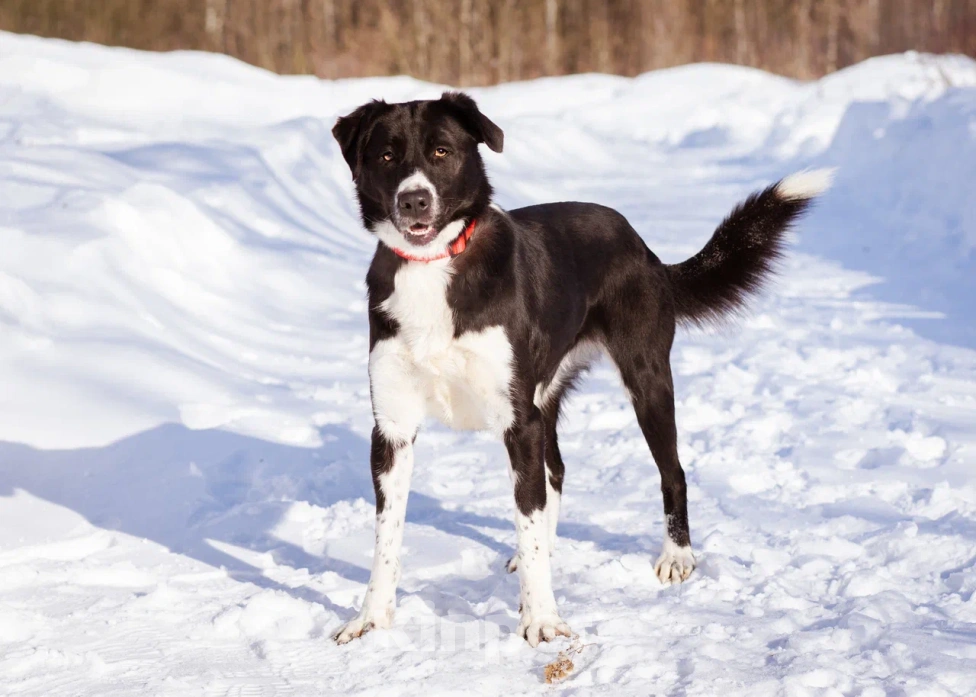 Собаки в Москве: Галактика ищет любящую семью Девочка, Бесплатно - фото 2