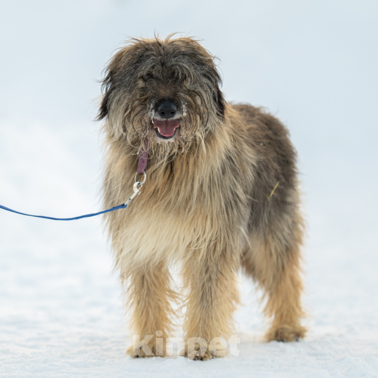 Собаки в Москве: Маргарита Девочка, Бесплатно - фото 4