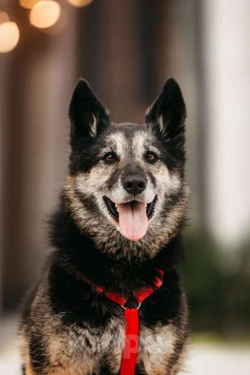 Собаки в Москве: Крис — собака с огромным сердцем и тихой надеждой. Мальчик, Бесплатно - фото 1