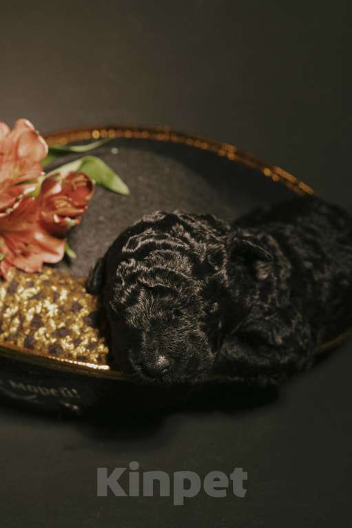 Собаки в Москве: EMY DRYOMA Испанская водяная собака Девочка, 170 000 руб. - фото 3