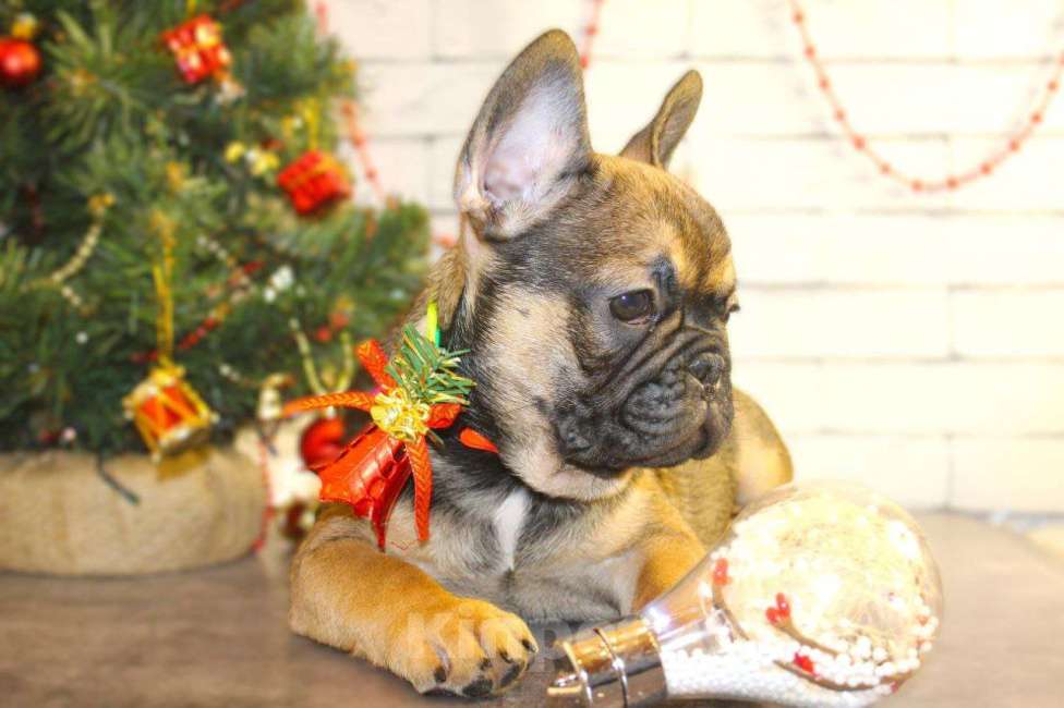 Собаки в Нижнем Новгороде: Французский бульдог Мальчик, Бесплатно - фото 3