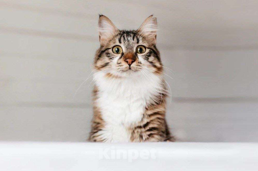 Кошки в Москве: Кемер из курортного Кемера ищет семью Мальчик, Бесплатно - фото 1