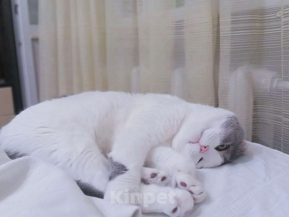 Кошки в Самаре: Отдам в добрые руки. Мальчик, Бесплатно - фото 3