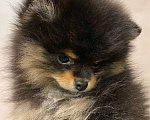 Собаки в Химках: Девочка померанского шпица медвежьего типа Девочка, 45 000 руб. - фото 4