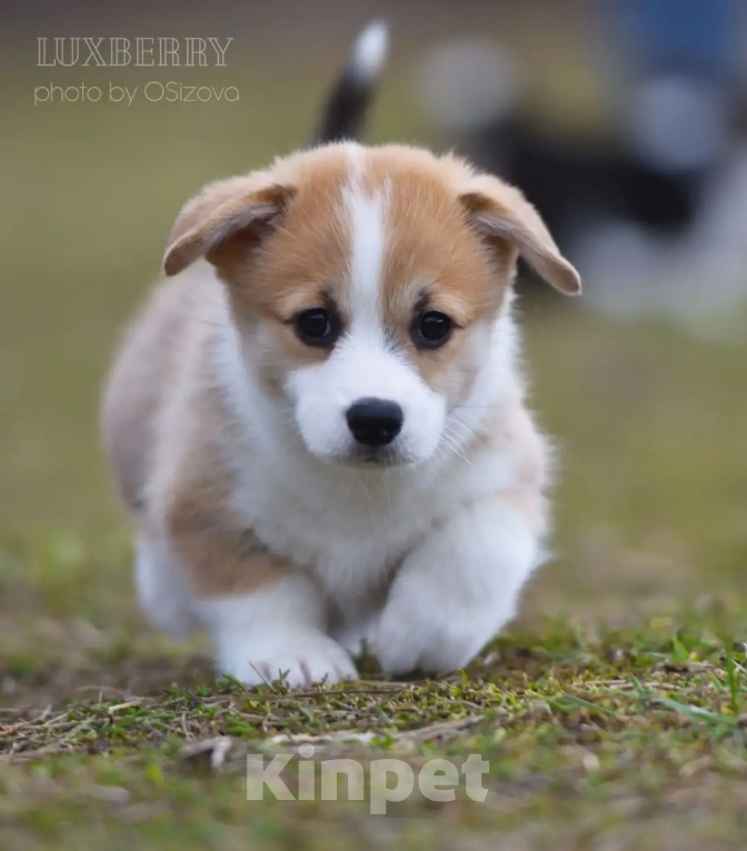 Собаки в Санкт-Петербурге: Вельш корги Пемброк Девочка, Бесплатно - фото 2