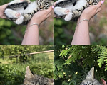Кошки в других городах Московской области: Котенок в добрые руки Мальчик, Бесплатно - фото 1
