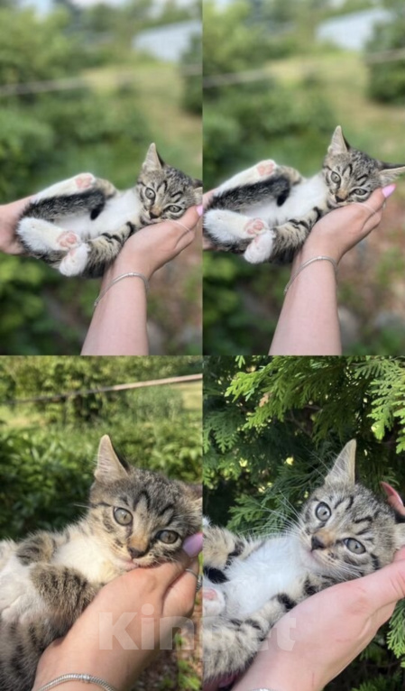 Кошки в других городах Московской области: Котенок в добрые руки Мальчик, Бесплатно - фото 1
