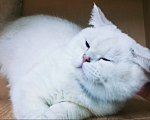 Кошки в Димитровграде: Котик Лимончик Мальчик, 35 000 руб. - фото 4