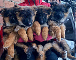 Собаки в Иркутске: Щенки немецкой овчарки  Девочка, 25 000 руб. - фото 1