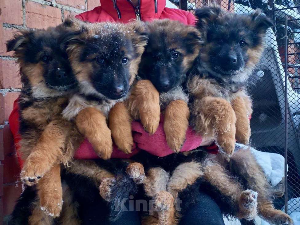 Собаки в Иркутске: Щенки немецкой овчарки  Девочка, 25 000 руб. - фото 1