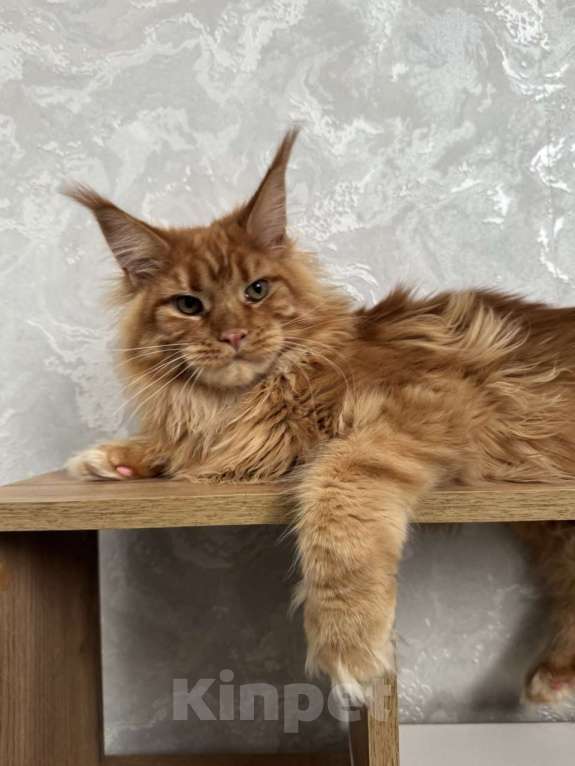 Кошки в Москве: Котёнок мейн-кун Мальчик, 65 000 руб. - фото 1