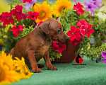 Собаки в Туапсе: Щенок Цвергпинчера, 20 000 руб. - фото 1