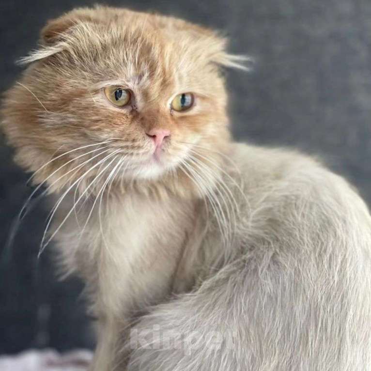 Кошки в Москве: Котика обрили и выкинули на помойку Мальчик, Бесплатно - фото 4