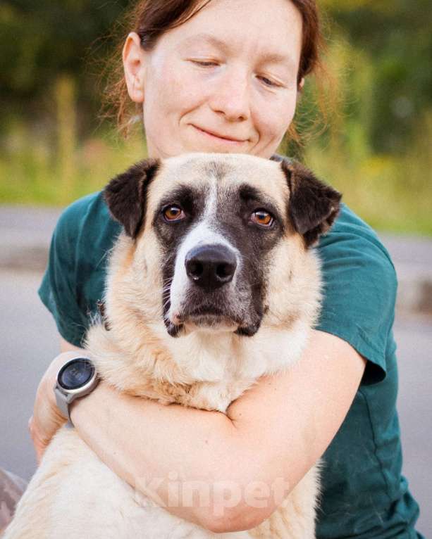 Собаки в Москве: Красивая молодая собака в добрые руки! Девочка, Бесплатно - фото 7