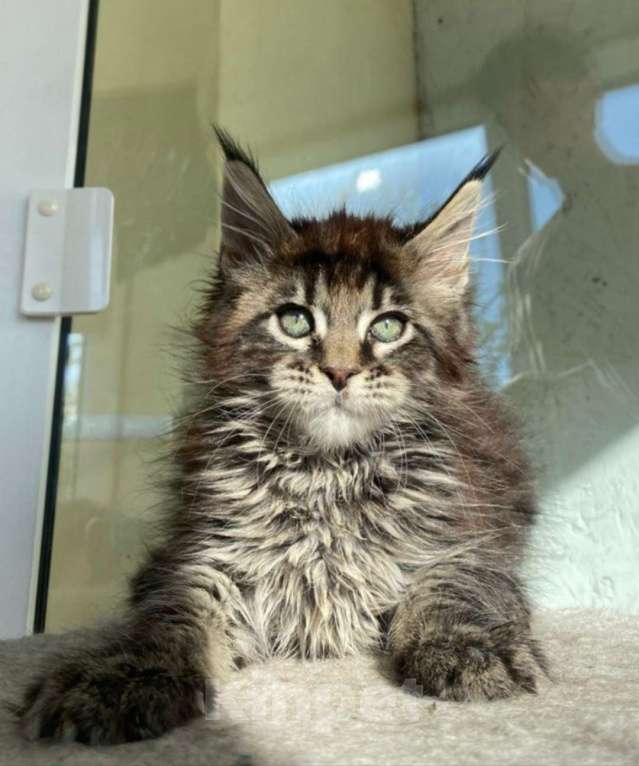 Кошки в Калуге: Котенок мейн-кун  Девочка, 30 000 руб. - фото 3