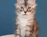 Кошки в Сочи: Котята Мейн-кун Разнополые, 40 000 руб. - фото 1