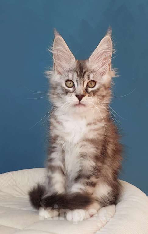 Кошки в Сочи: Котята Мейн-кун Разнополые, 40 000 руб. - фото 1