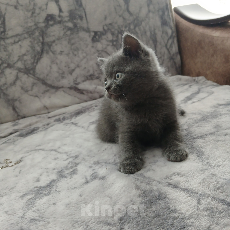 Кошки в Арзамасе: Продаю шотландского прямоухого котика Мальчик, 5 000 руб. - фото 3