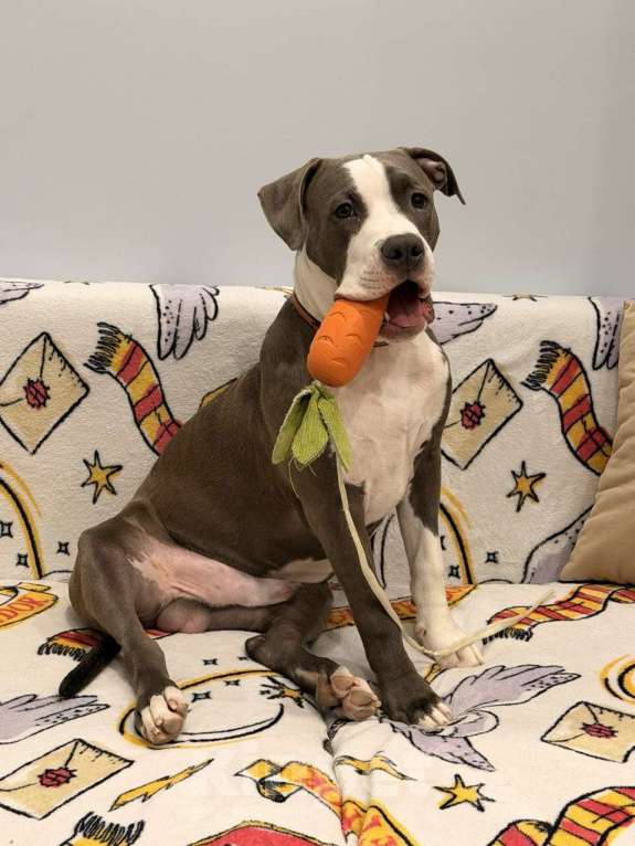 Собаки в Москве: Фродо ищет новый дом Мальчик, 20 000 руб. - фото 4