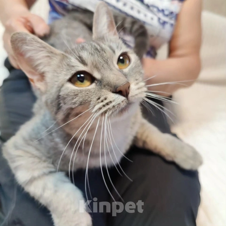 Кошки в Москве: Спасите ласковую Соню из бабкиной квартиры! Девочка, Бесплатно - фото 4