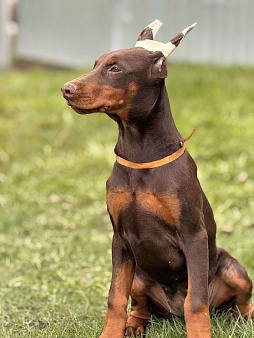 щенок добермана