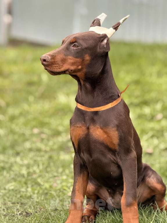 Собаки в Белгороде: щенок добермана Девочка, 80 000 руб. - фото 1