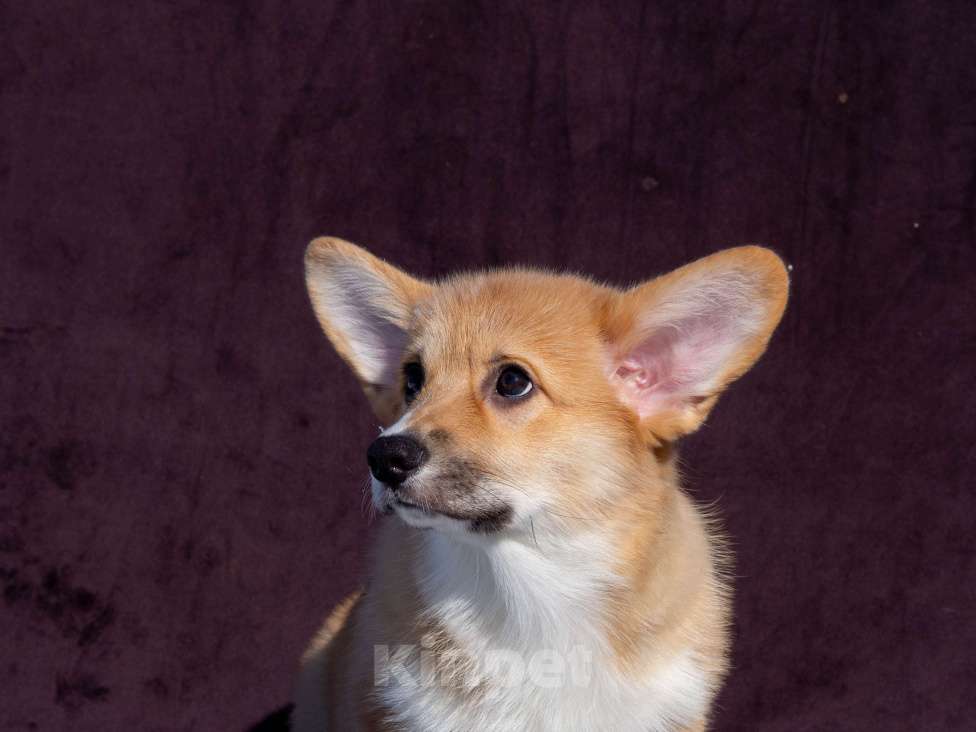 Собаки в Новосибирске: Щенок вельш корги пемброк Мальчик, Бесплатно - фото 4
