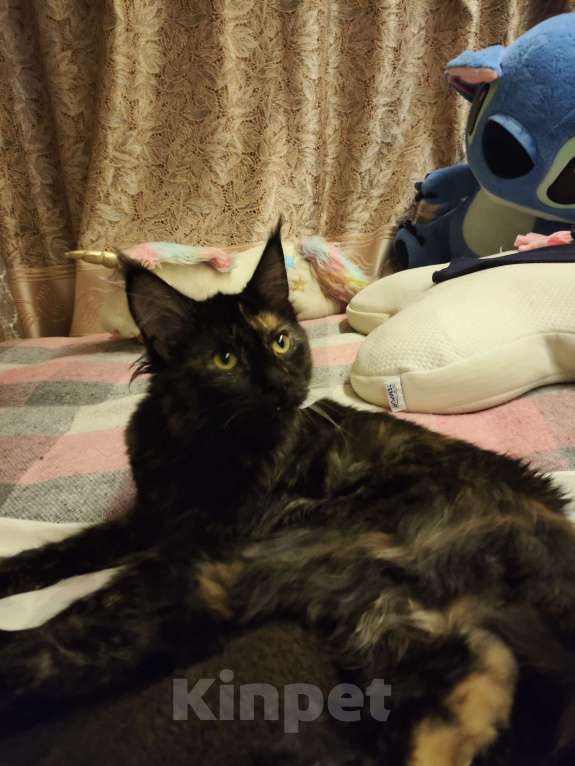 Кошки в Москве: Отдам в хорошие руки Девочка, Бесплатно - фото 1