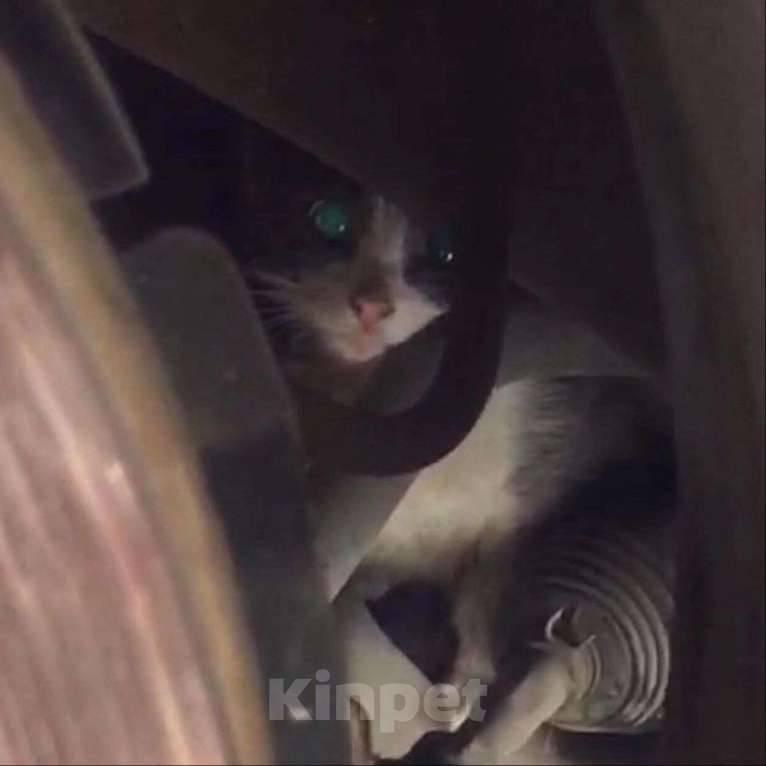 Кошки в Москве: Малыш грустит в клеточке Мальчик, Бесплатно - фото 3