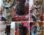 Кошки в Твери: Котята в добрые руки Мальчик, Бесплатно - фото 1