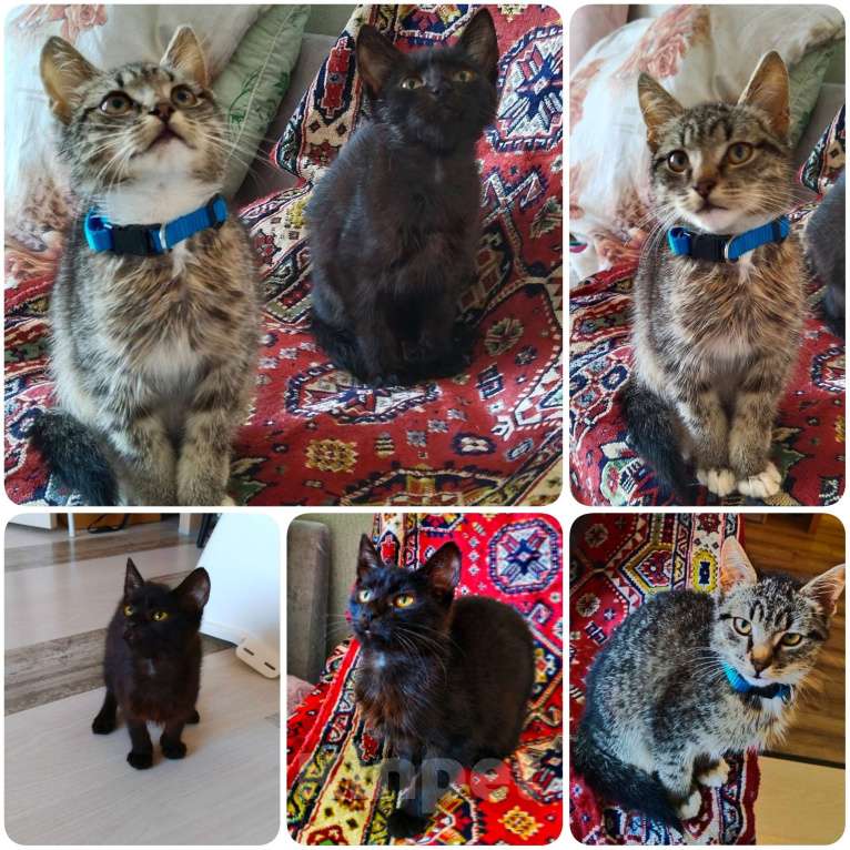 Кошки в Твери: Котята в добрые руки Мальчик, Бесплатно - фото 1