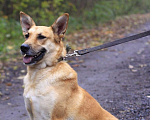 Собаки в Балашихе: Золотая семейная Оливия 3,5г из приюта Девочка, Бесплатно - фото 4
