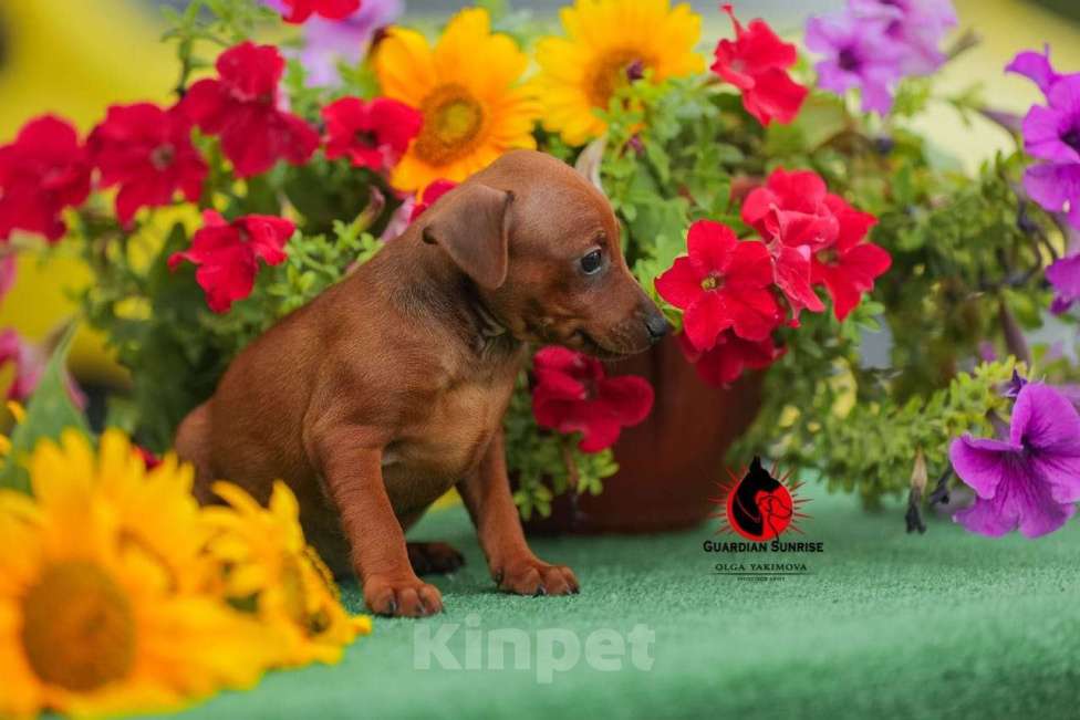 Собаки в Туапсе: Щенок Цвергпинчера, 20 000 руб. - фото 1