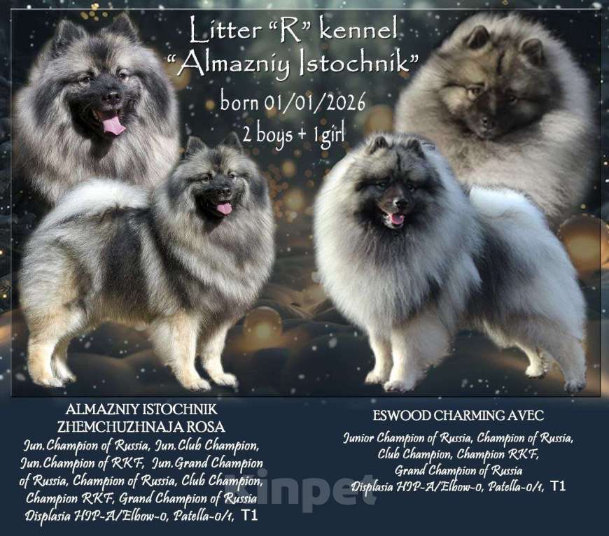 Собаки в Перми: Щенок Вольфшпиц Девочка, 85 000 руб. - фото 4