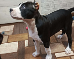 Собаки в Москве: Щенок амстаффа Девочка, 45 000 руб. - фото 2