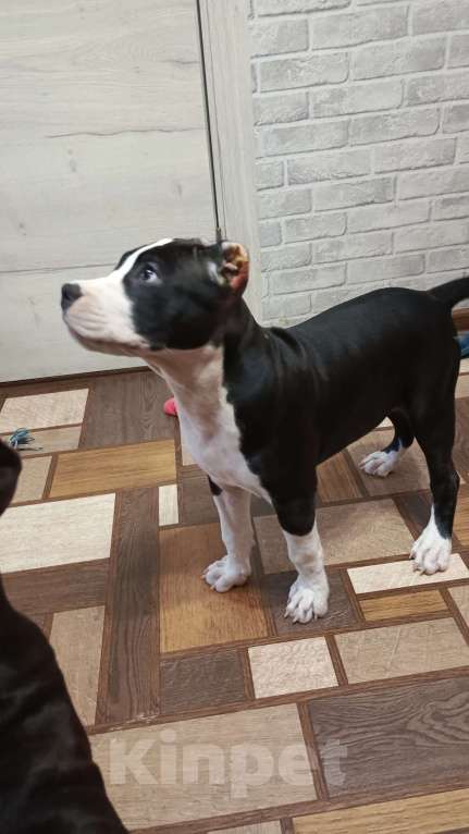 Собаки в Москве: Щенок амстаффа Девочка, 45 000 руб. - фото 2