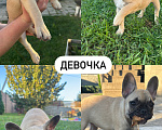 Собаки в Москве: Маленькие французики в поисках любящих хозяев🐾 Разнополые, 45 000 руб. - фото 2