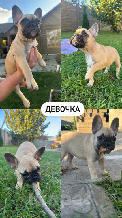 Собаки в Москве: Маленькие французики в поисках любящих хозяев🐾 Разнополые, 45 000 руб. - фото 2
