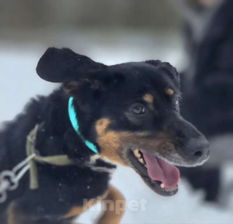 Собаки в Королеве: Тильда - ураган эмоций и чувств, движение, активность и «жить жизнь на полную» Девочка, Бесплатно - фото 6