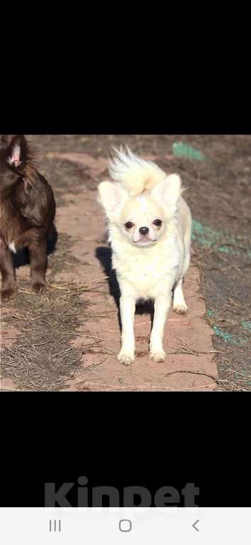 Собаки в Москве: Нежная девочка чихуахуа Девочка, 40 000 руб. - фото 5
