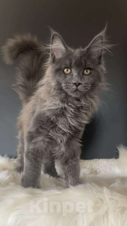 Кошки в других городах Московской области: Котенок мейн-кун Девочка, 35 000 руб. - фото 1